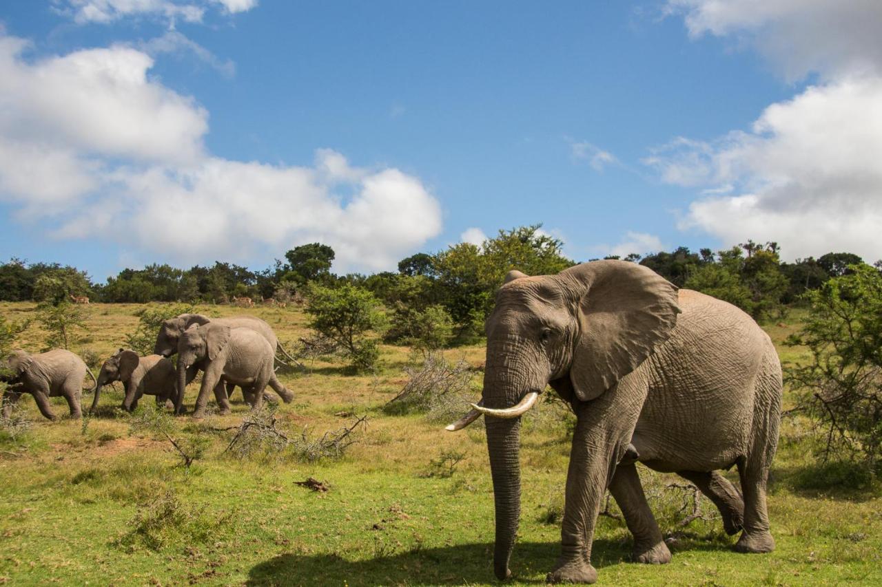 Pumba Private Game Reserve Grahamstown Exterior photo