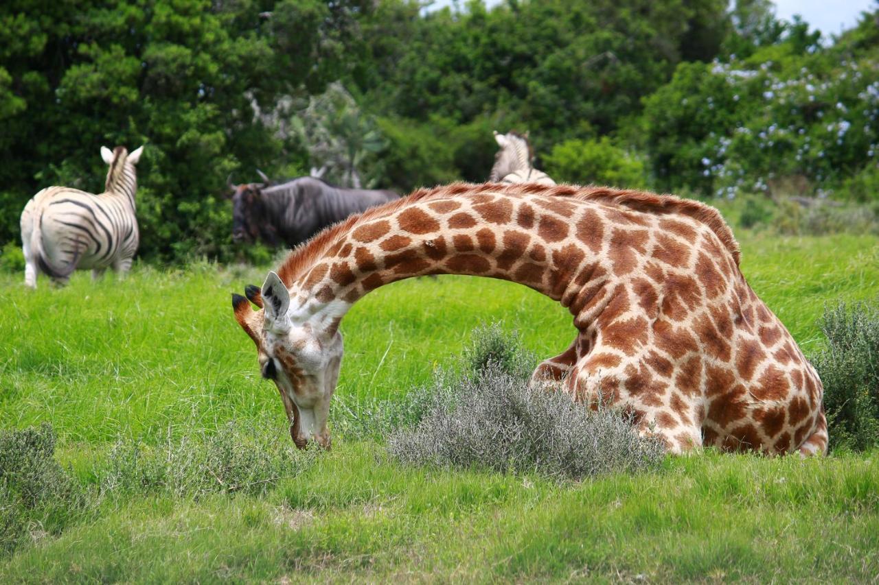Pumba Private Game Reserve Grahamstown Exterior photo