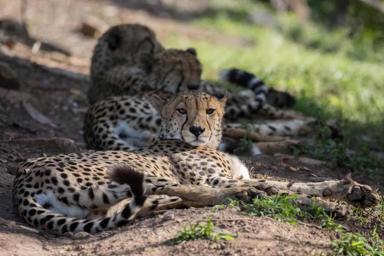 Pumba Private Game Reserve Grahamstown Exterior photo