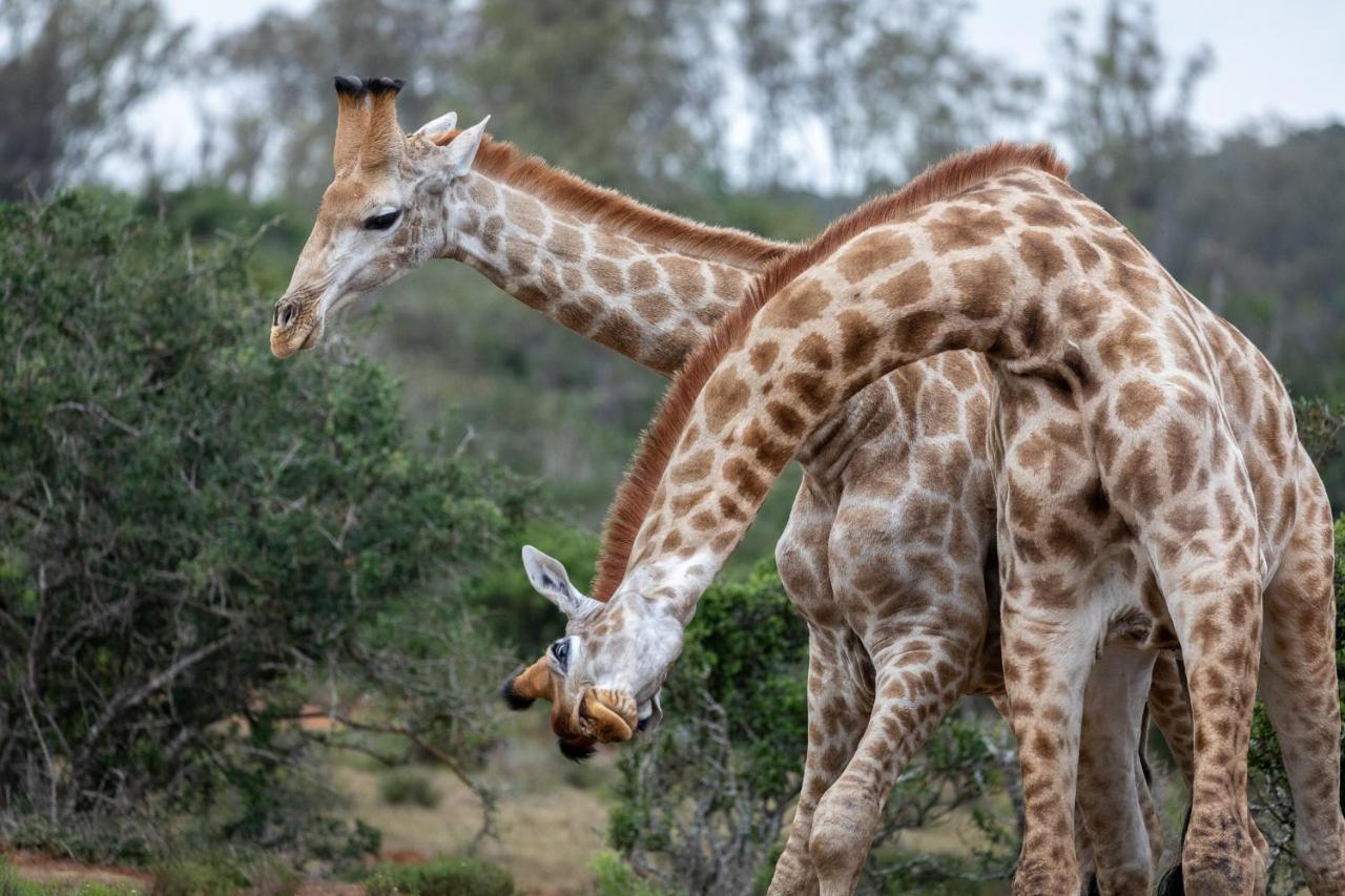 Pumba Private Game Reserve Grahamstown Exterior photo
