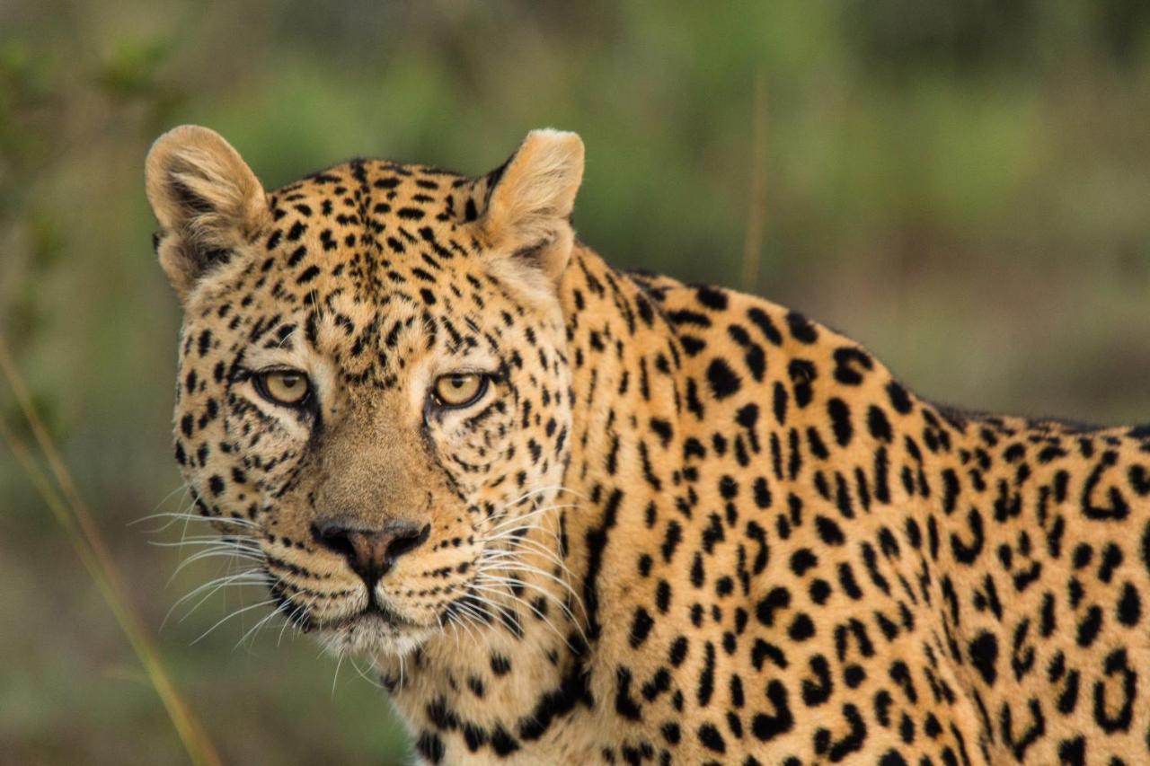 Pumba Private Game Reserve Grahamstown Exterior photo