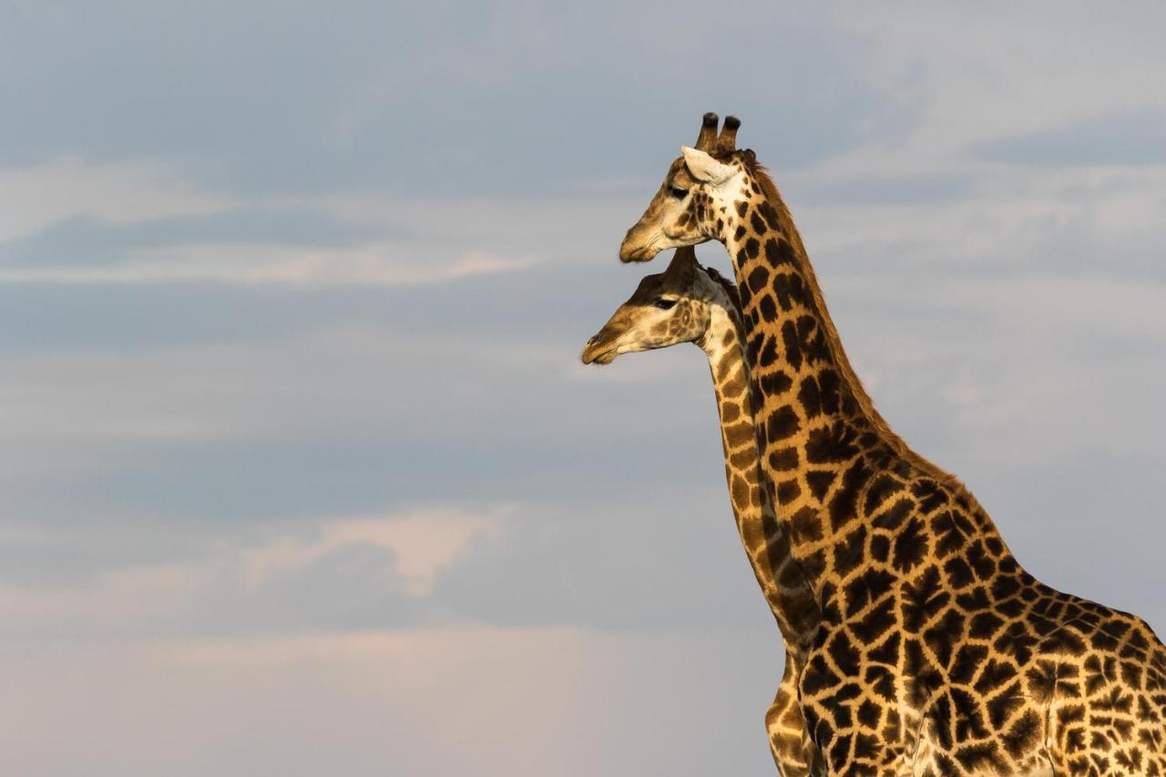 Pumba Private Game Reserve Grahamstown Exterior photo