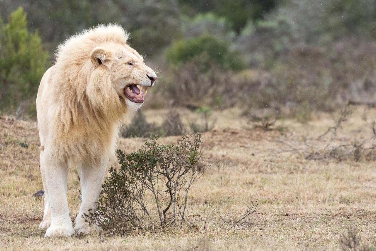 Pumba Private Game Reserve Grahamstown Exterior photo