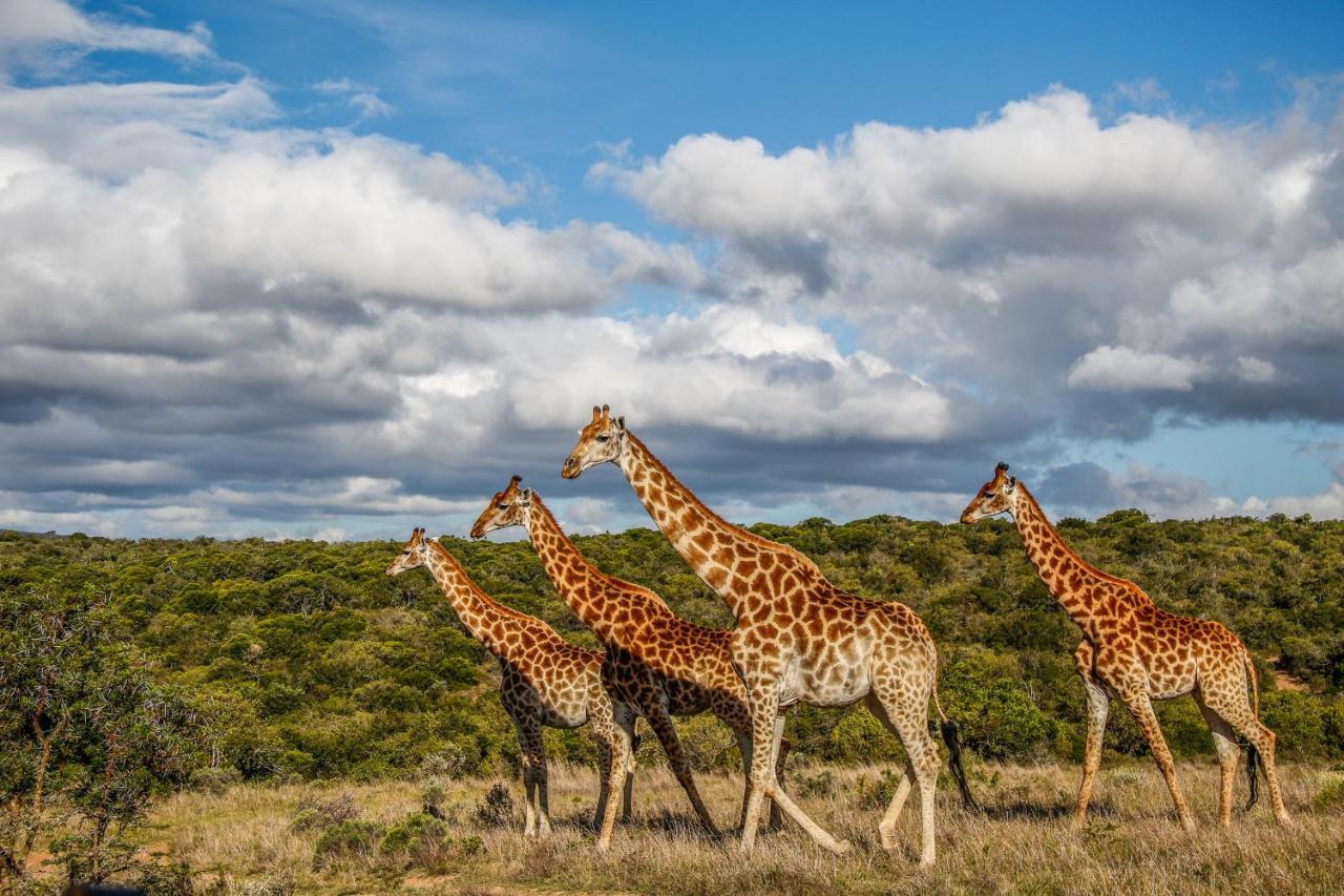 Pumba Private Game Reserve Grahamstown Exterior photo