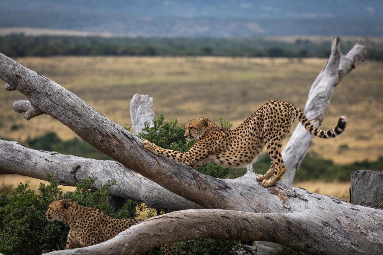 Pumba Private Game Reserve Grahamstown Exterior photo