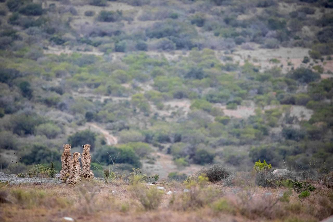 Pumba Private Game Reserve Grahamstown Exterior photo