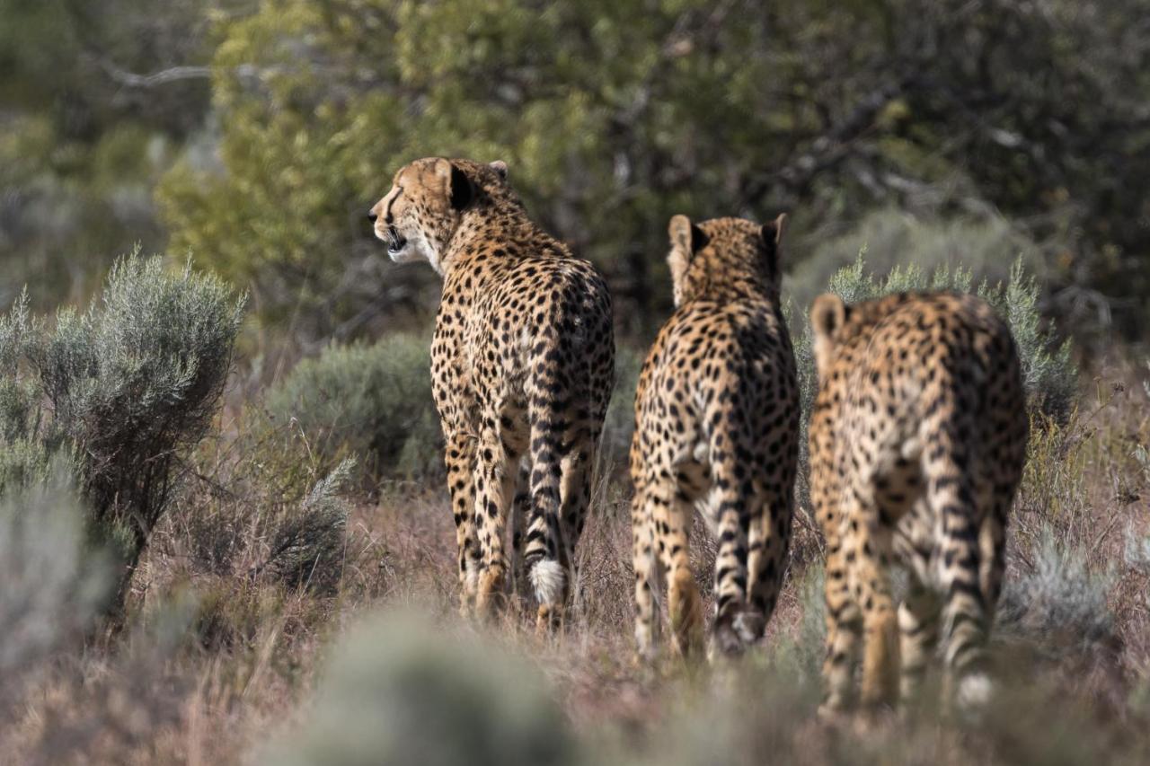 Pumba Private Game Reserve Grahamstown Exterior photo